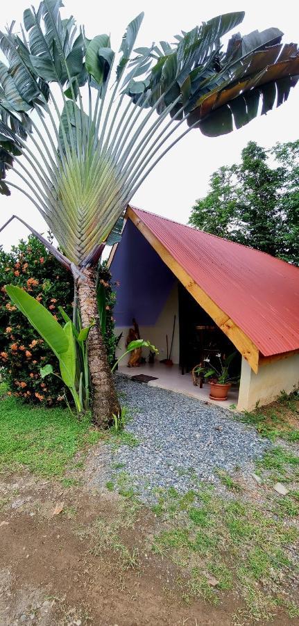 Ballena Oasis Homes & Glamping Uvita Zewnętrze zdjęcie