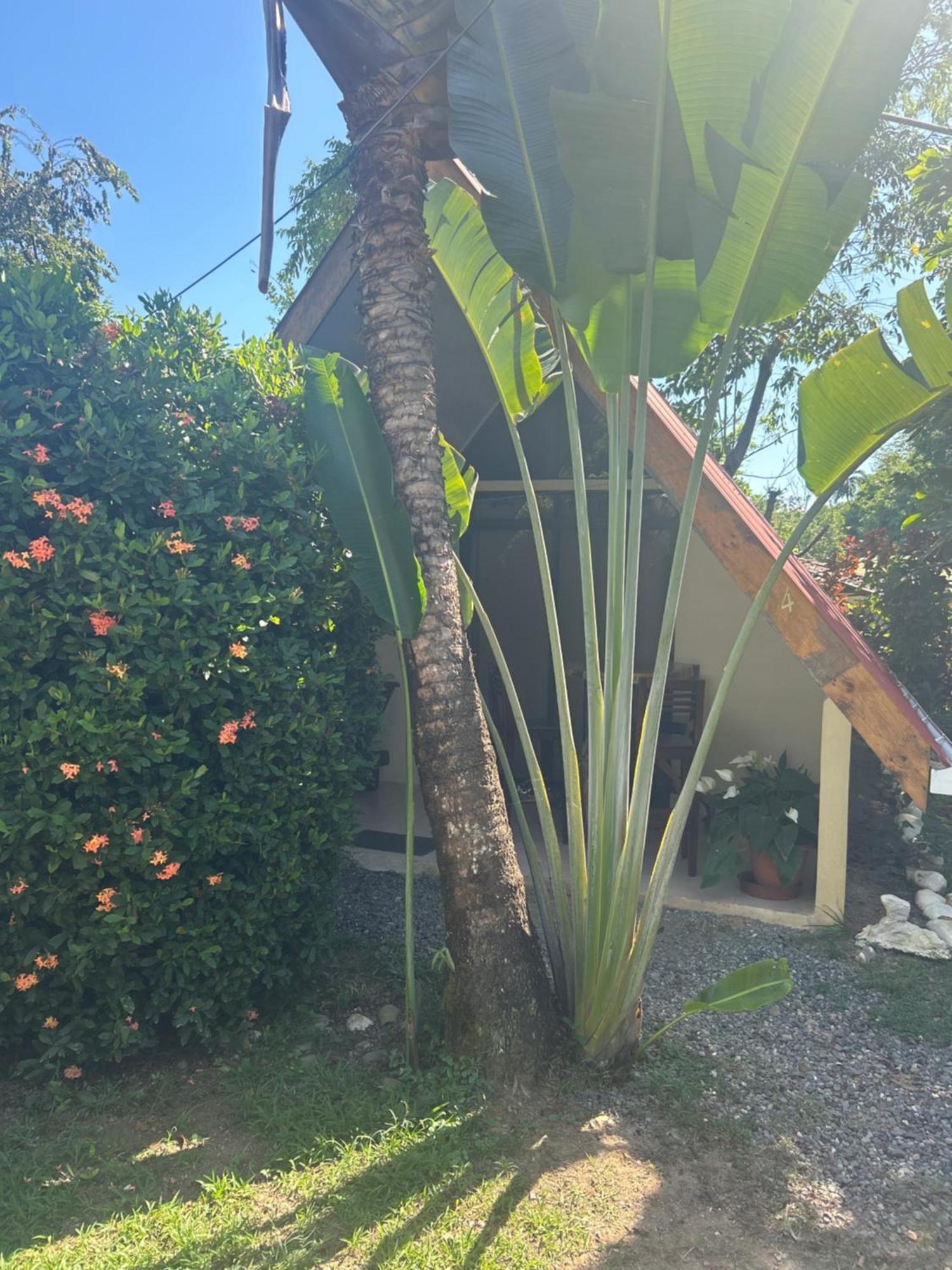 Ballena Oasis Homes & Glamping Uvita Zewnętrze zdjęcie